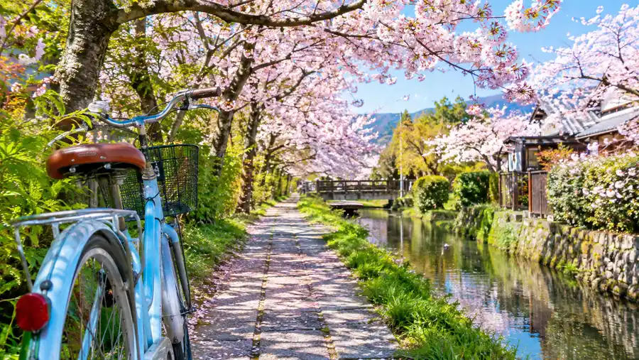 Biking the Philosopher's Path in Kyoto: A Cycling Guide