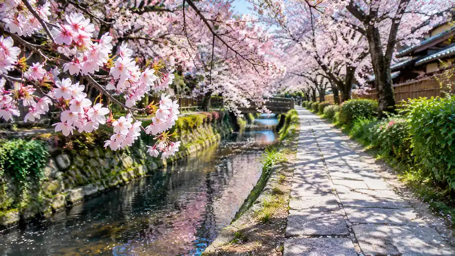 Getting to and Navigating Kyoto's Philosopher's Path